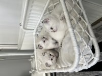 Şecereli blue point british shorthair yavrular