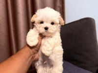 En özel maltipoo yavruları