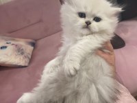A kalite safkan Chinchilla kedim