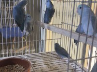 Yavru Forpus Papağanları