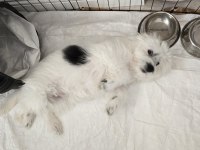 Enerjik Çok Tatlı Terrier Maltese
