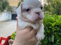 Rezeryeve Açık Dişi Erkek French Bulldog Köpekler