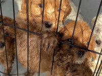 Güzel poodle bebekler yeni yuvalarını arıyor