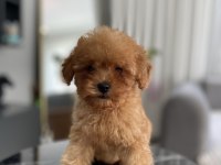 Teacup Erkek Toy Poodle Yavrumuz Yeni Ailesini Aramakta