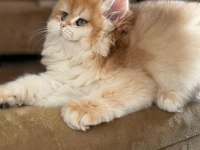 Show Kalite Safkan British Longhair Yavrular