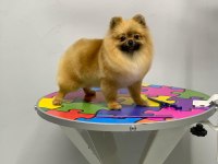 Pomeranian boo