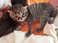 British shorthair yavrularımızı sahiplendiriyoruz