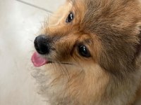 Genç pomeranian boo