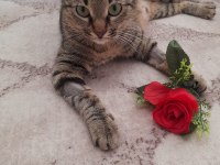 KEDİM KAYIP OLDU...