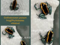 DART FROG YAVRULARIMIZ