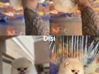 Pınpon topları gibi pomeranian yavrular
