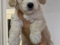Maltipoo sahiplendirme 10 temmuz doğumlu
