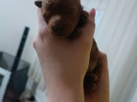 Sahibinden toy poodle köpeği