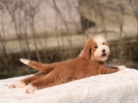 Standart dev poodle yavrular