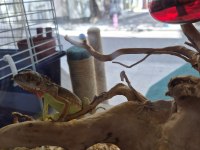 EVREKALI CİPLİ YASAL İGUANA HER İLE TESLİM