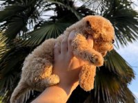 TOY POODLE KÖPEĞİMİZ YENİ YUVASINA HAZIR