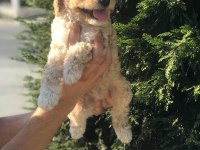 POODLE AYARINDA HARİKA MALTİPOO YAVRULARI