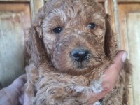 Toy poodle yavrular ırk sağlık garantili