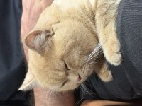 6 aylık british shorthair