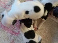 KALİTELİ FRENCH BULLDOG YAVRULAR