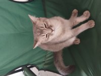 7 Aylık 2 Erkek British Shorthair