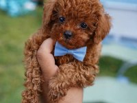 Aşılı Toypoodle Yavrularımız