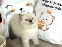 Scottish fold yavrularımız