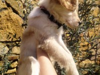 2,5 aylık golden retriever baby face yavru