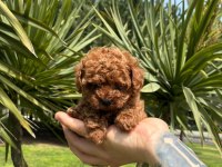 ORJİNAL IRK VE SAĞLIK GARANTİLİ POODLE YAVRULARIMIZ
