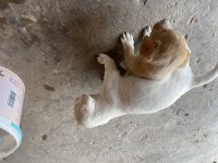 Minik yavru köpeğim