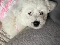 Terrier 2.5 aylık