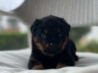 Macar rottweiler yavrularımız sizleri bekliyor