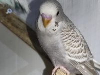 Bebek muhabbet kuşları