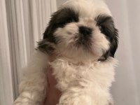 Safkan Shih-tzu Yavruları
