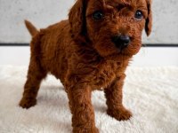 Ev Ortamında Yetişen Toy Poodle Yavrularımız