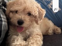 2.5 Aylık Yavru Maltipoo