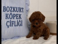 Toypoodle Yavrularımız 