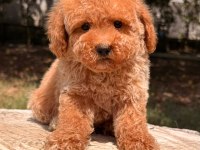 Toy Poodle ev bebekleri