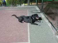 2 yaşında labrador ismi oreo açıklama