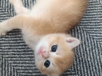 Golden british shorthair muhteşem yavrular