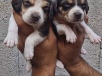 BEAGLE YAVRULAR