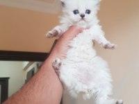 Scottish fold m beyaz mavi gözlü yavrular
