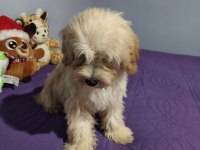 ORİJİNAL MALTİPO