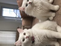 British longhair 4 aylık erkek