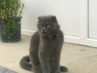 Scottish fold dişi