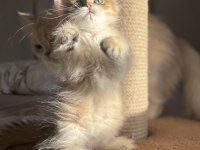 Bebek Yüzlü Golden Ny11 Ny12 British Longhair
