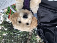 2 Aylık Üst Kalite Dişi Golden Retriever