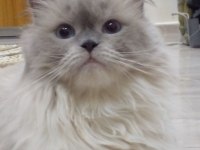 2.5 yaşında british longhair kızımıza yuva arıyoruz