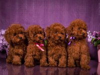 Kore Toy Poodle Yavruları