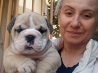 TOMBİK İNGİLİZ BULLDOG YAVRUMUZ